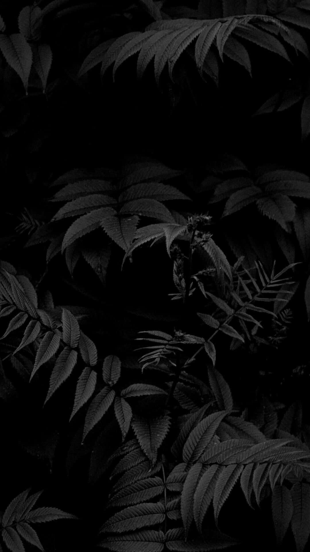Miley💕 banner image