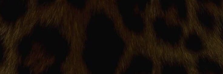 sheyla$$ banner image
