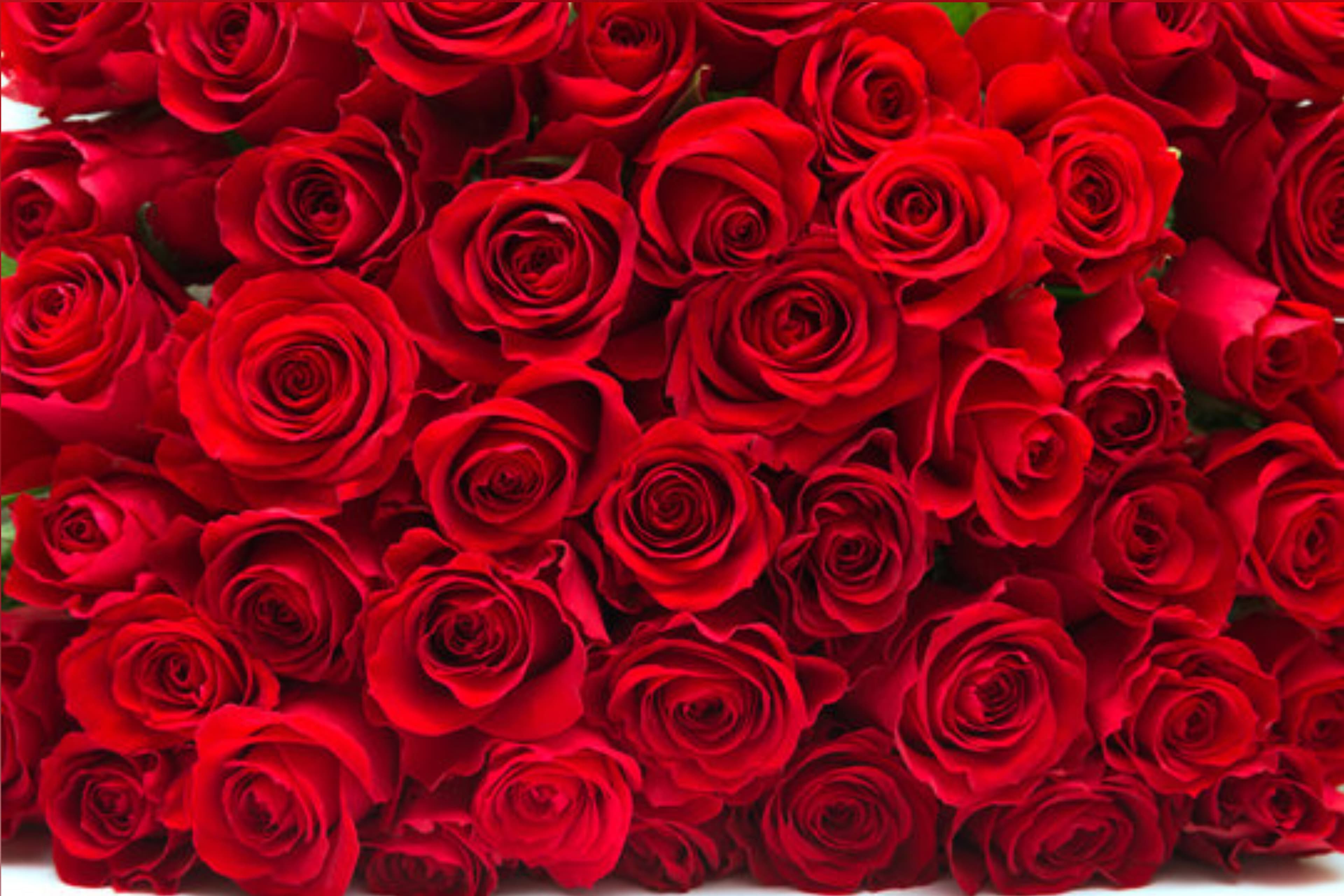 ๐น Crimson ๐น banner image