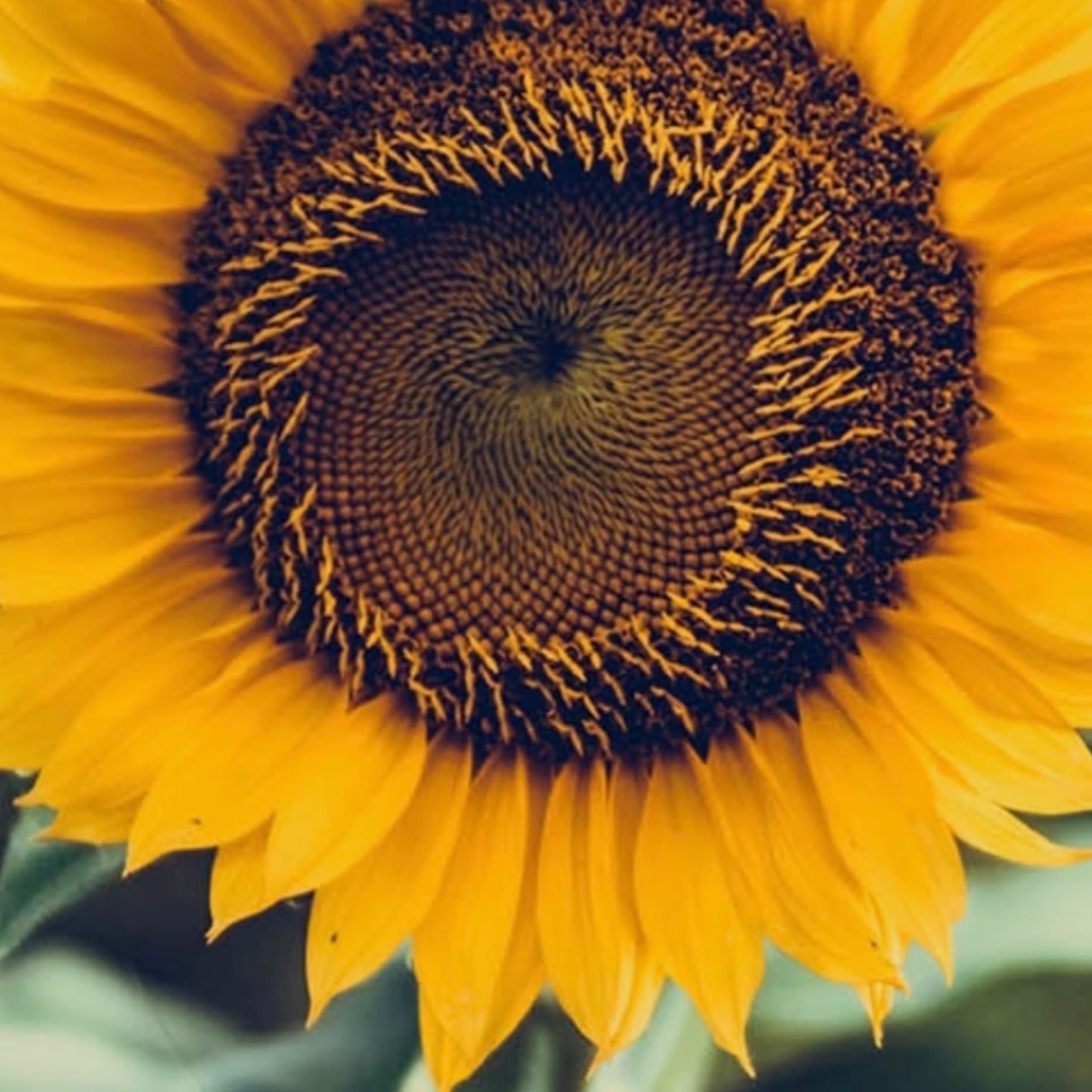 Sunflower_bb 🌻 banner image