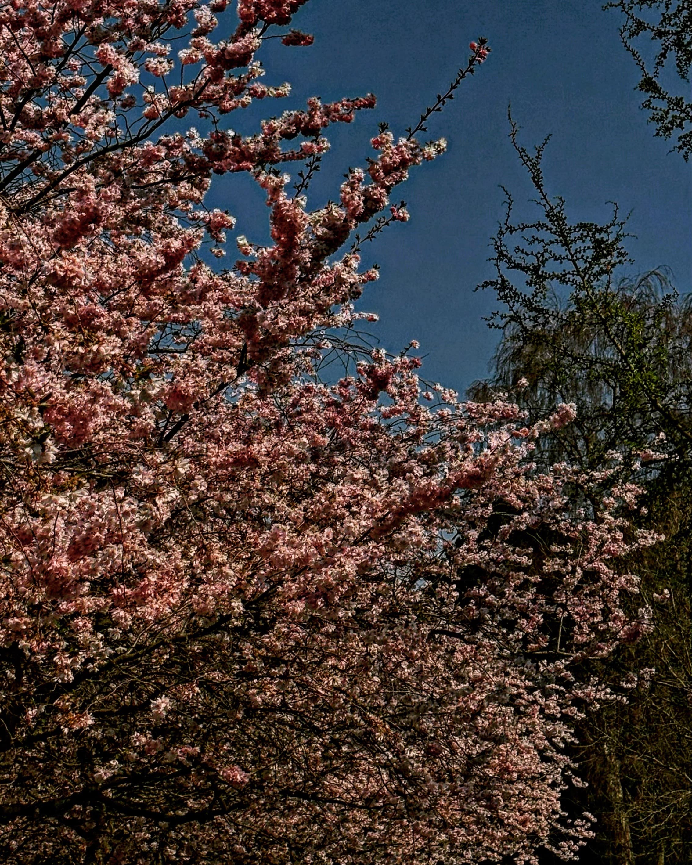 Babygirl161616 banner image