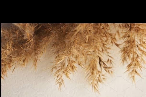 Meg banner image