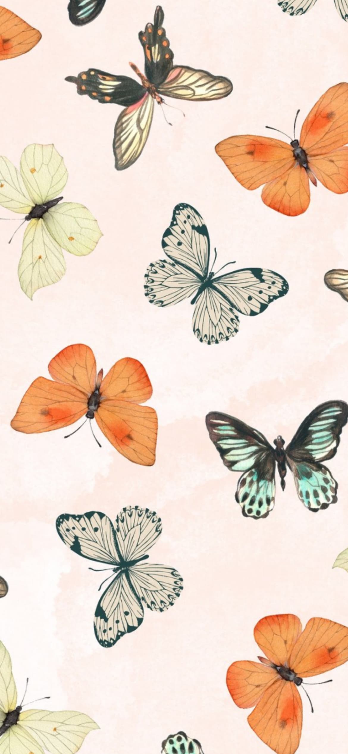 Senia banner image
