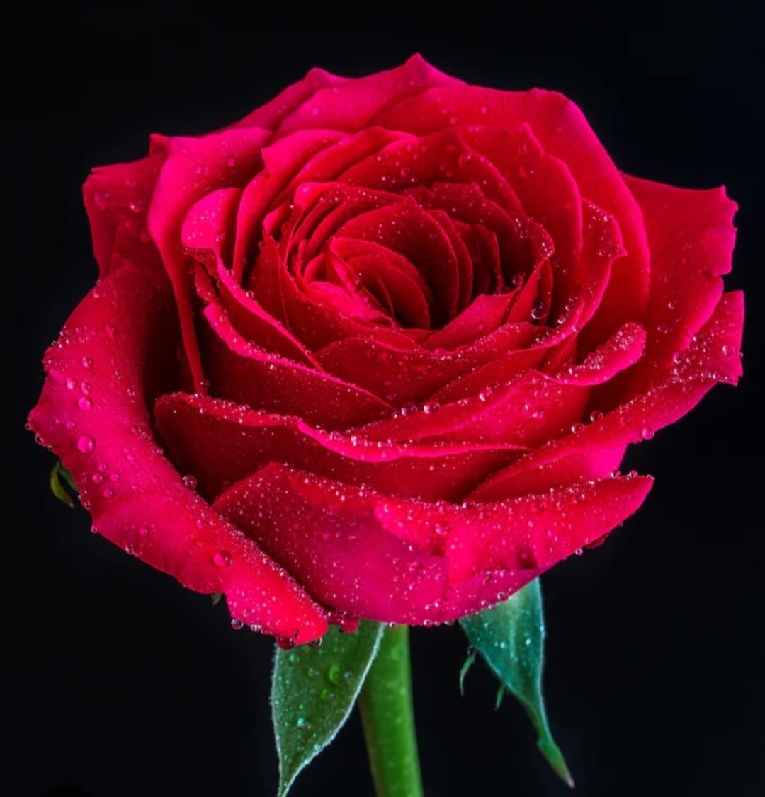 Babilopi banner image