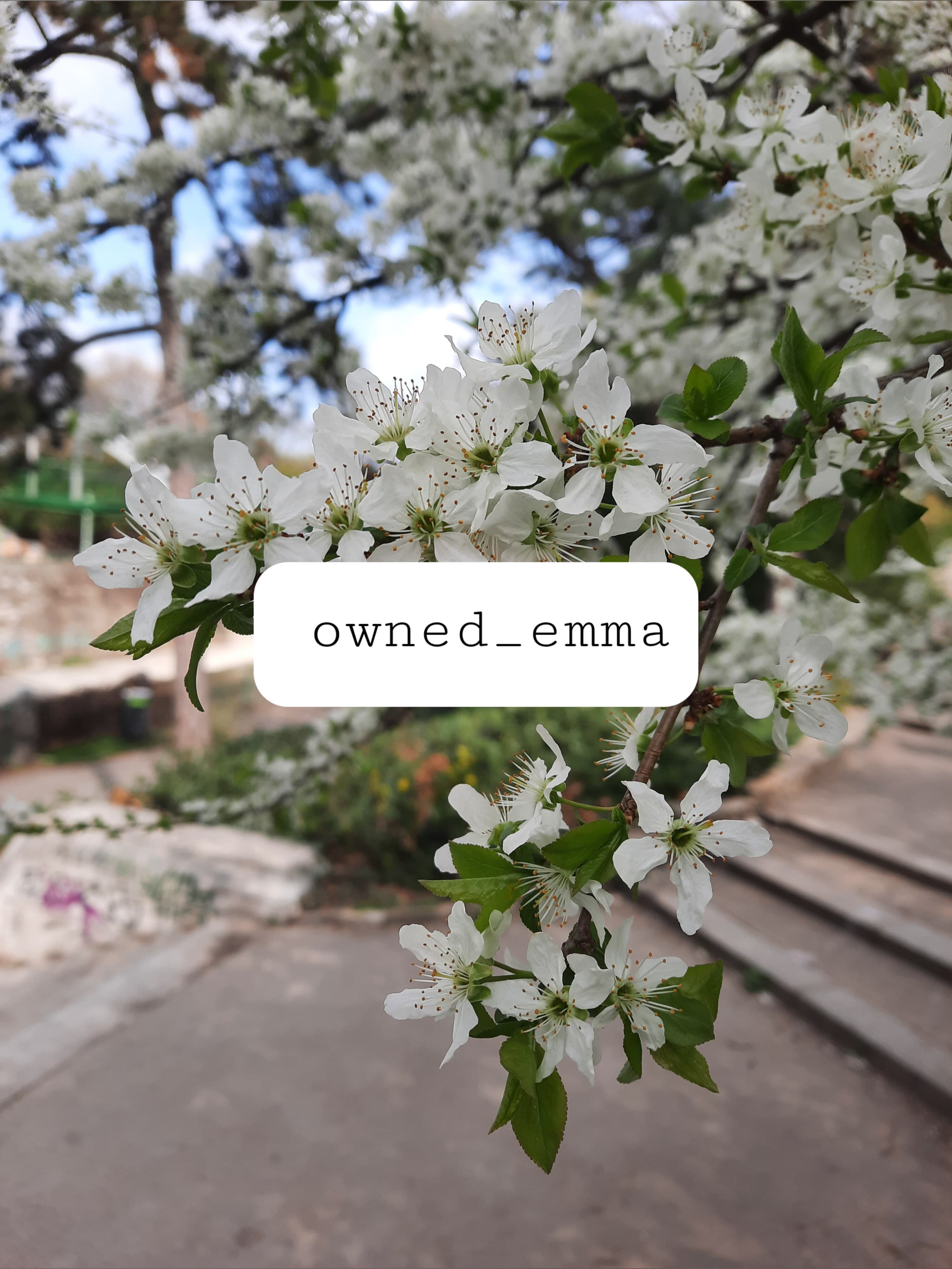 Emma banner image