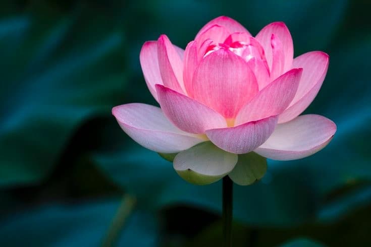 Lotus banner image