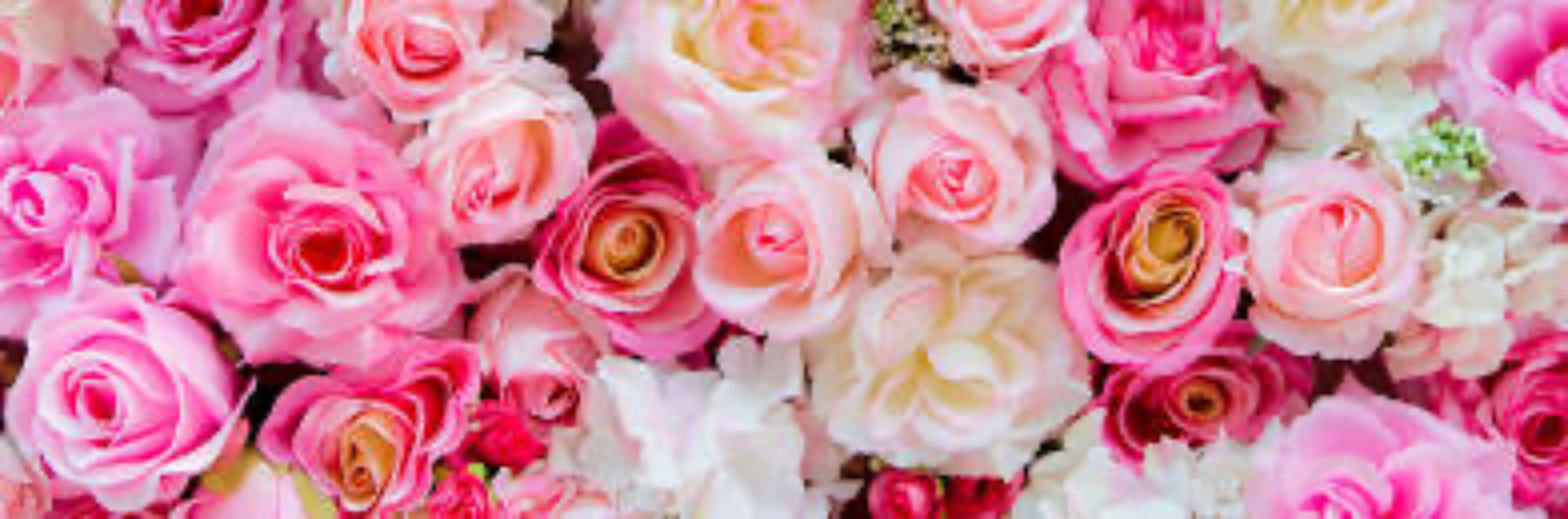 rachel rose banner image