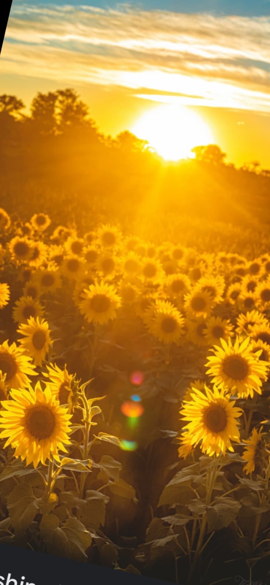Sunshine143 banner image