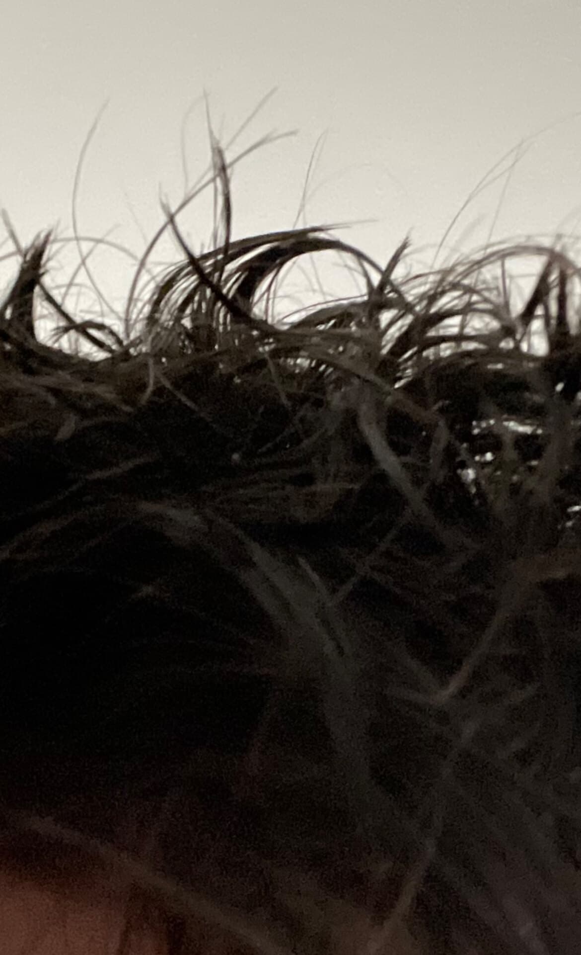 Perkypoppa banner image
