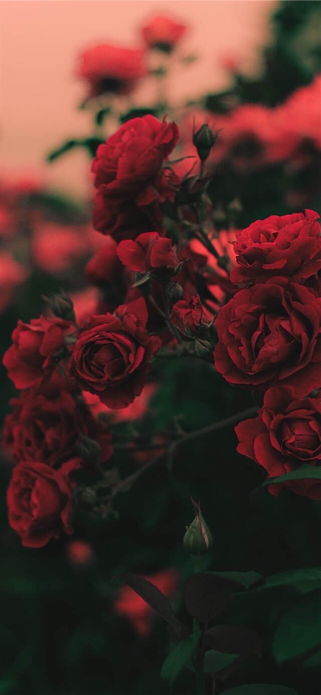 Scarlett Rose π₯ banner image