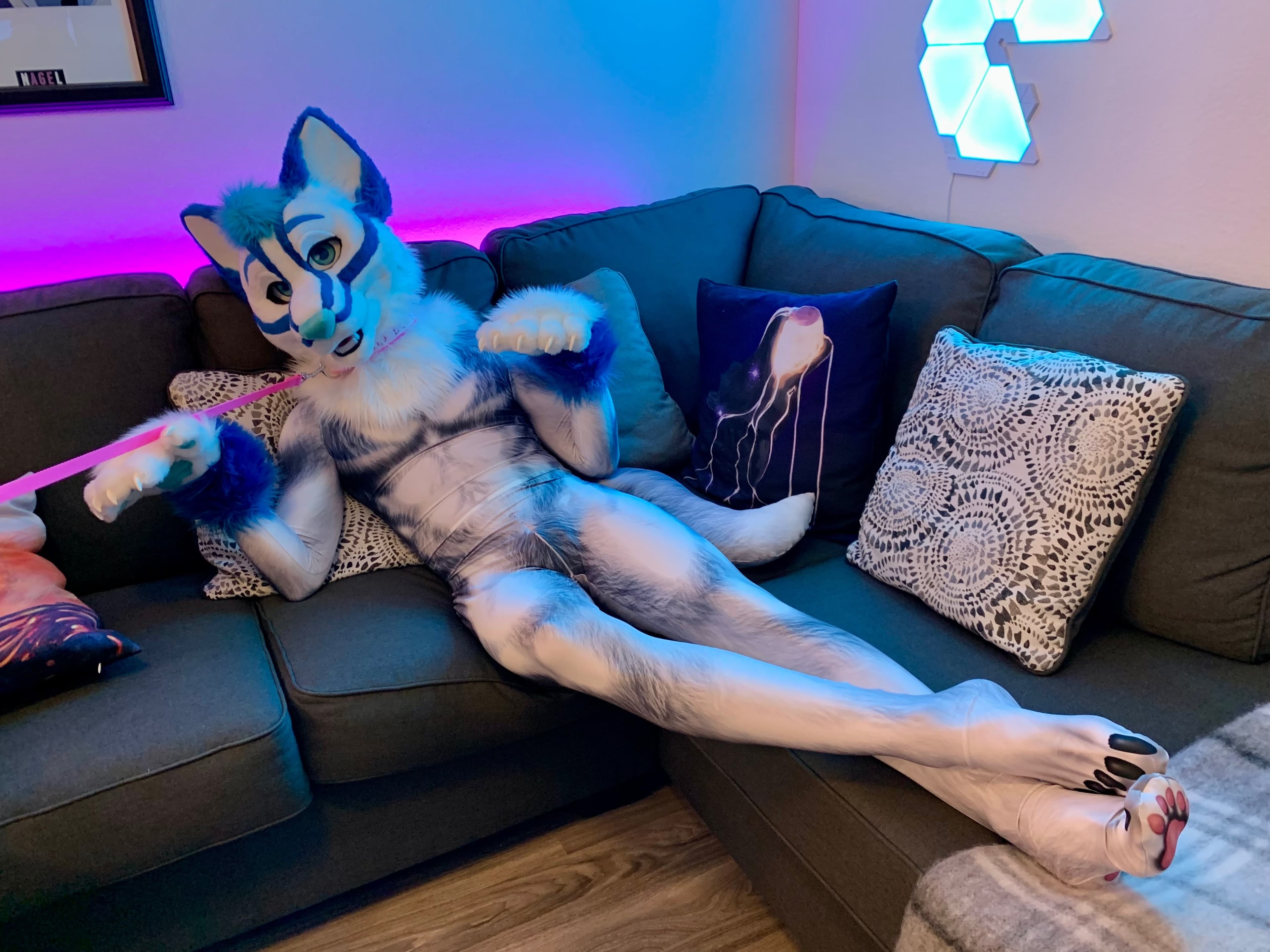 Slushie husky banner image