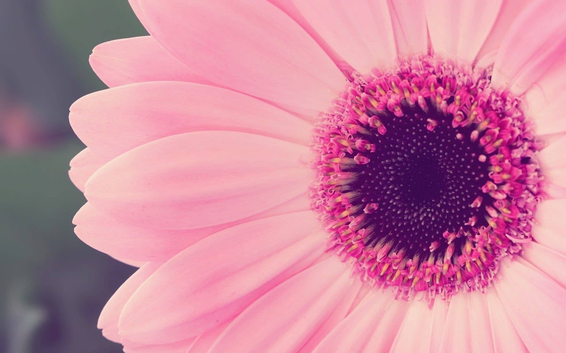 flordeotrosistema banner image