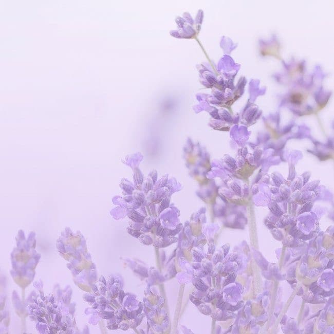 πΈπLilacππΈ banner image