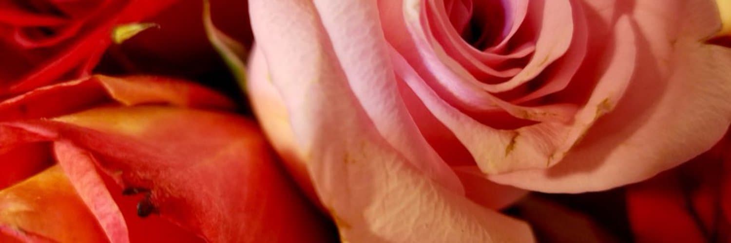 Cinnamon banner image