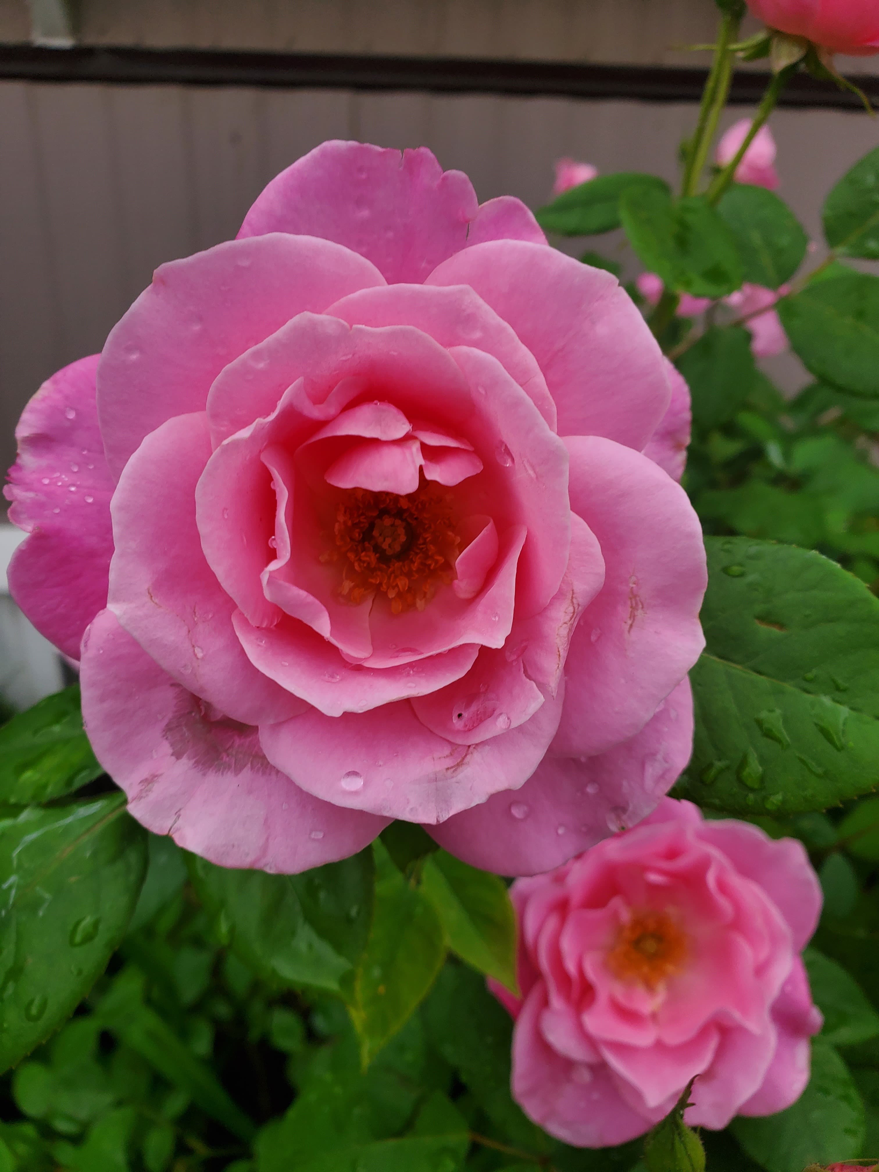 ROSE πΉ banner image