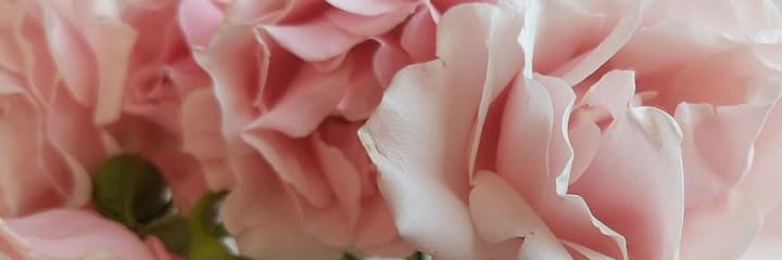 Wren Rhubarb ๐ banner image