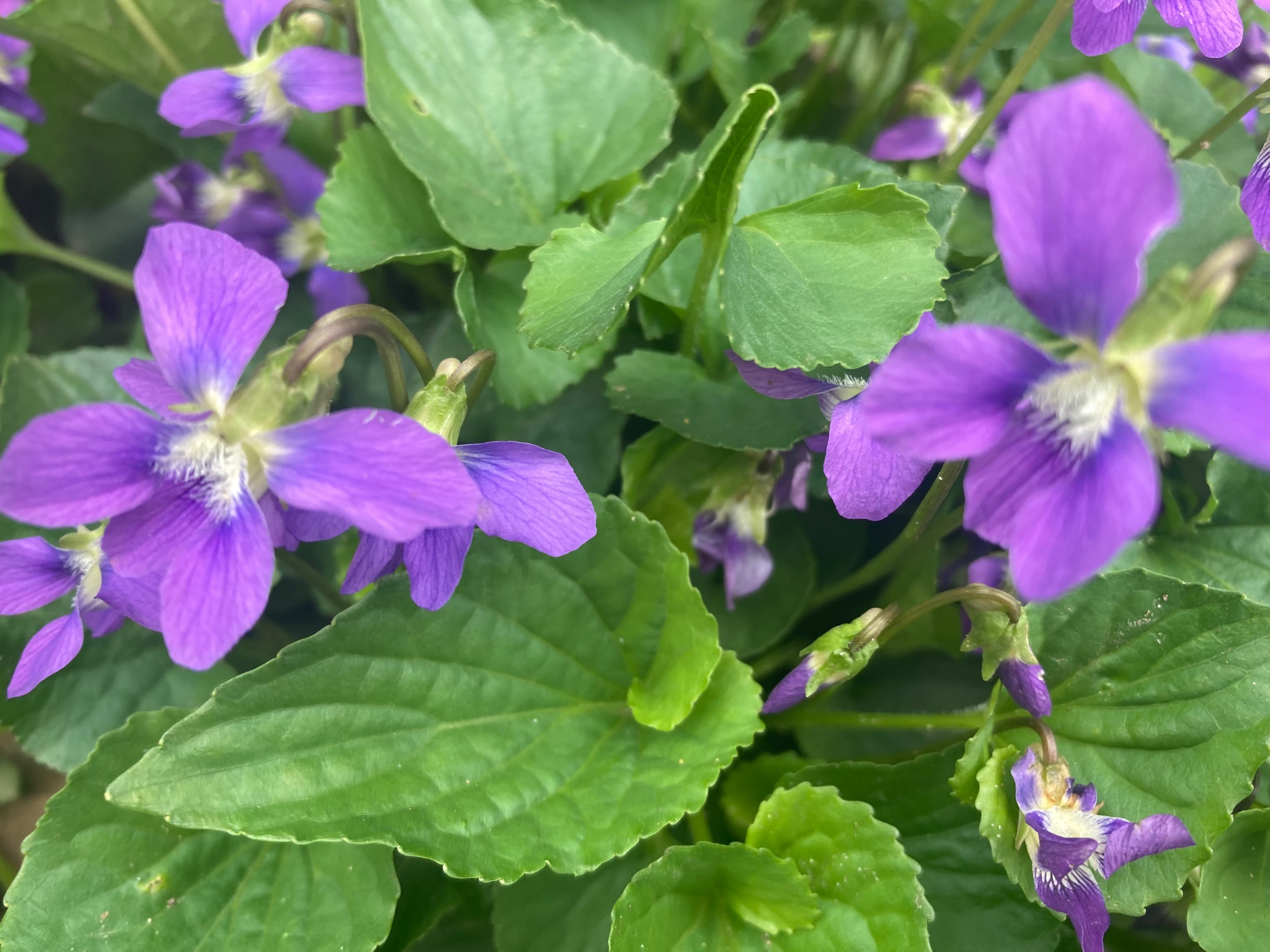 Gypsy Flower banner image