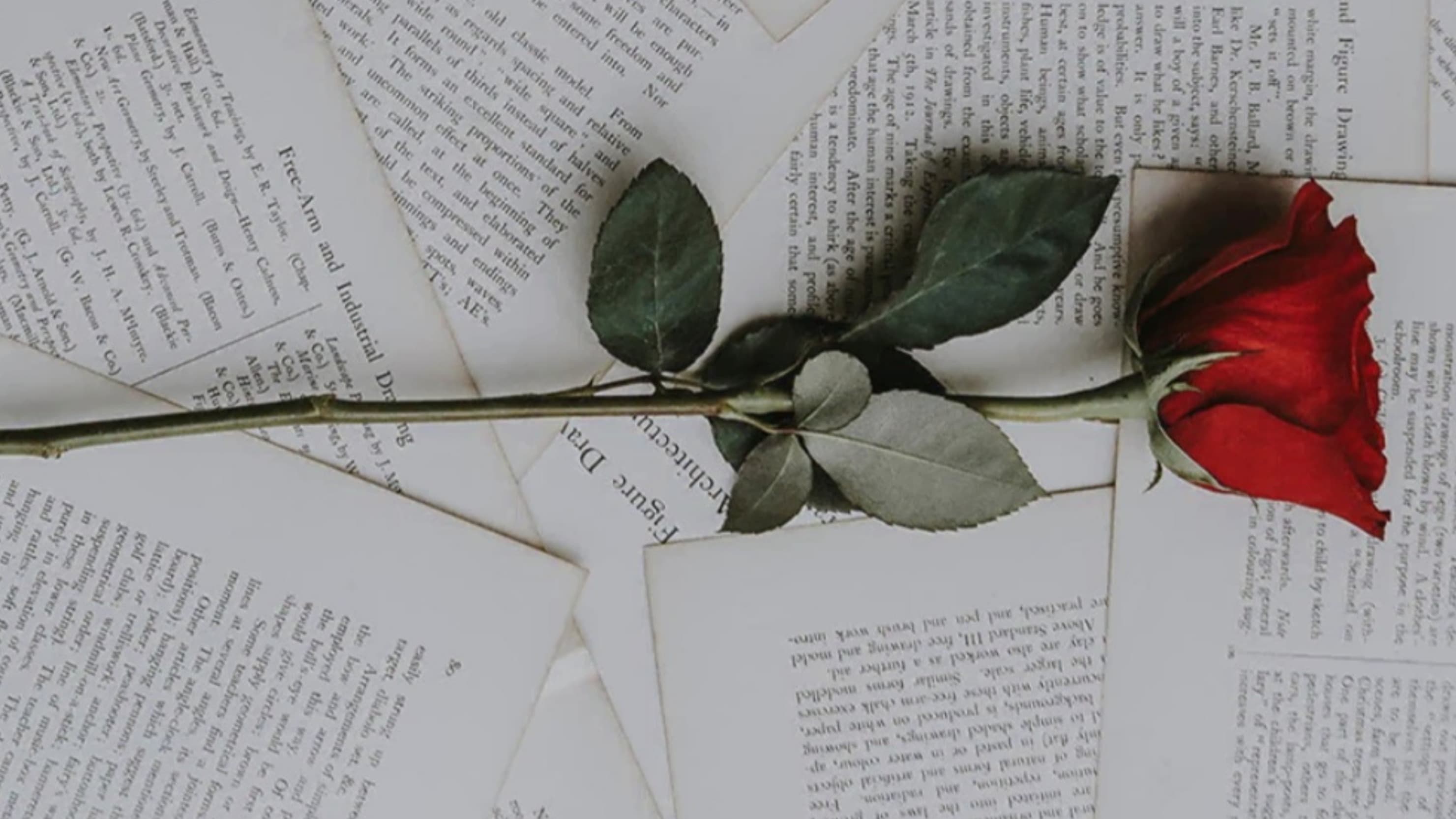 Andjica Rose banner image