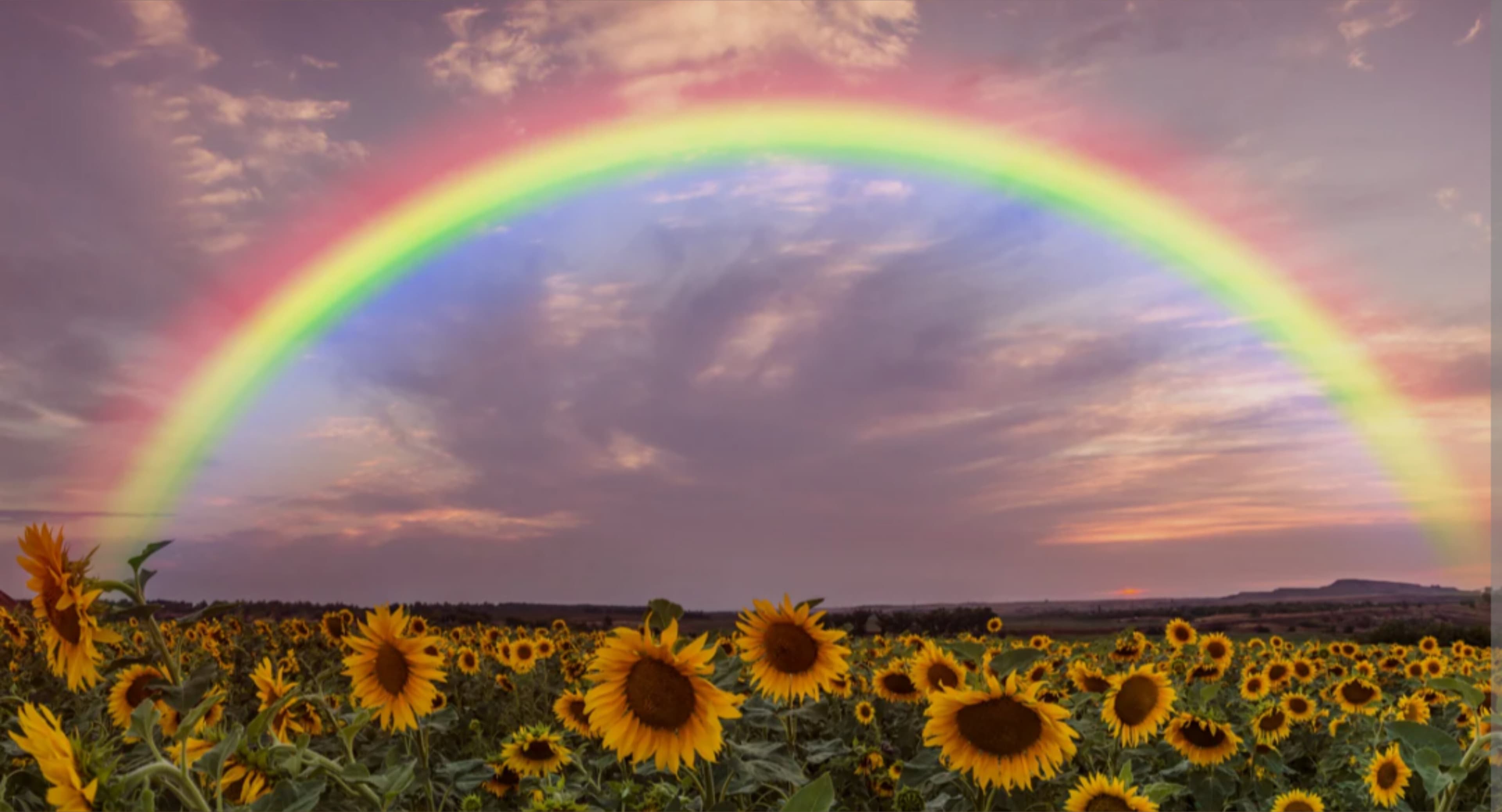 Sweetycat banner image