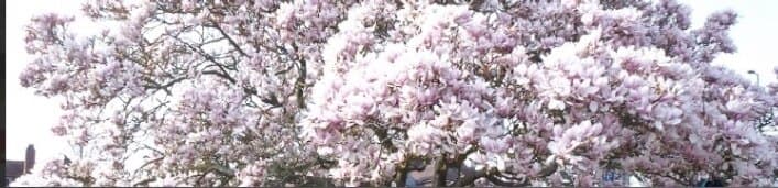 LittleJadeToes banner image