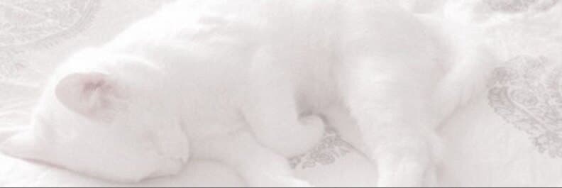 ๐ฌ๐๐๐๐๐ ๐ซ๐๐๐ โก banner image