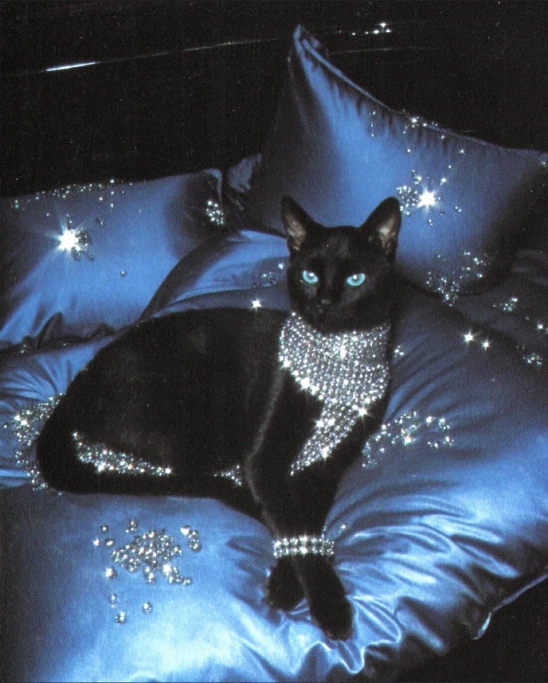 spce.kittn6 banner image