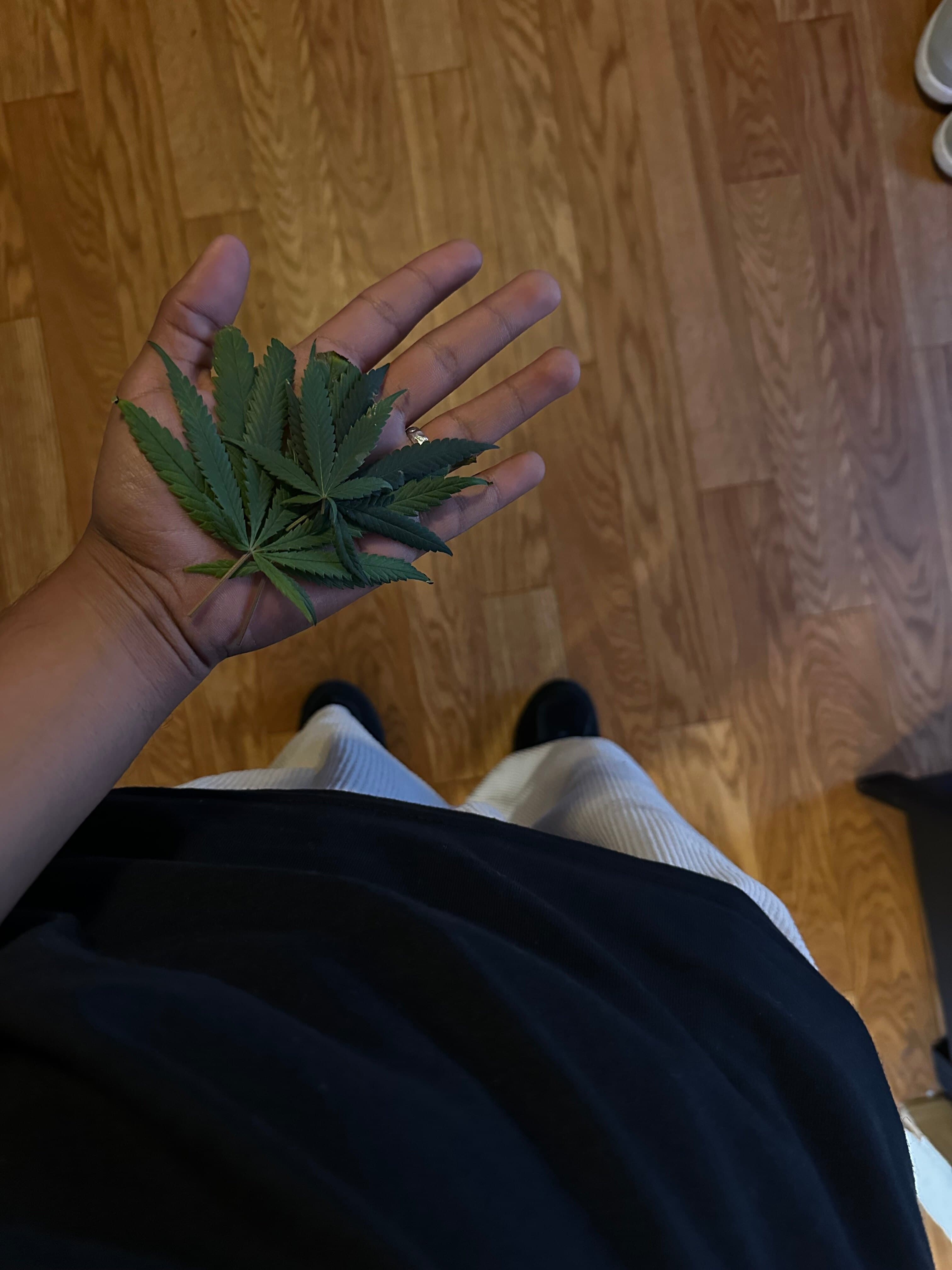 Ant banner image