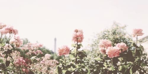 Alexandra banner image