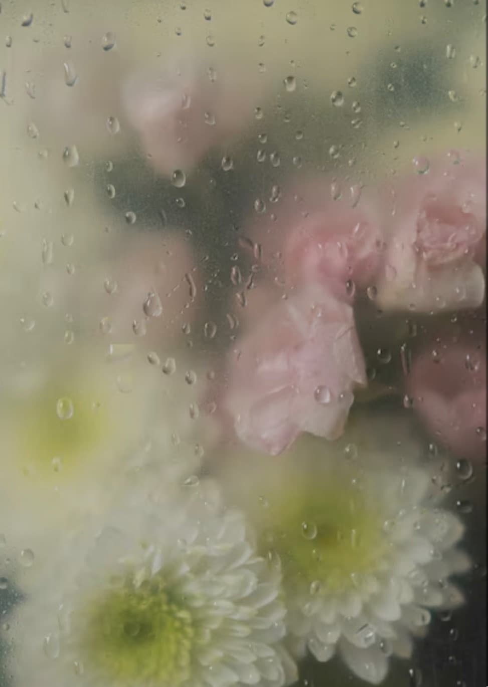 FindomPrincessLynn banner image