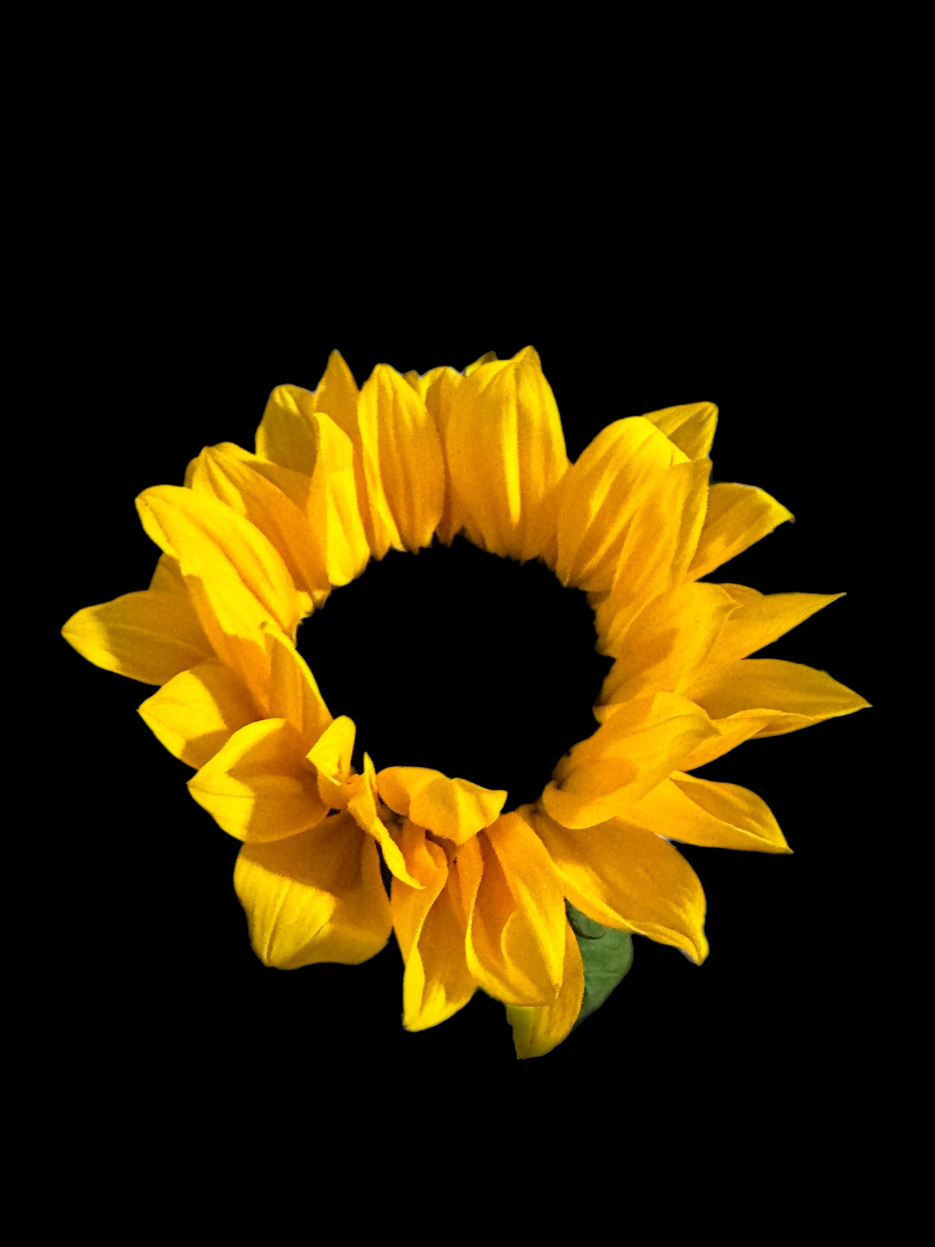 Sensual S banner image
