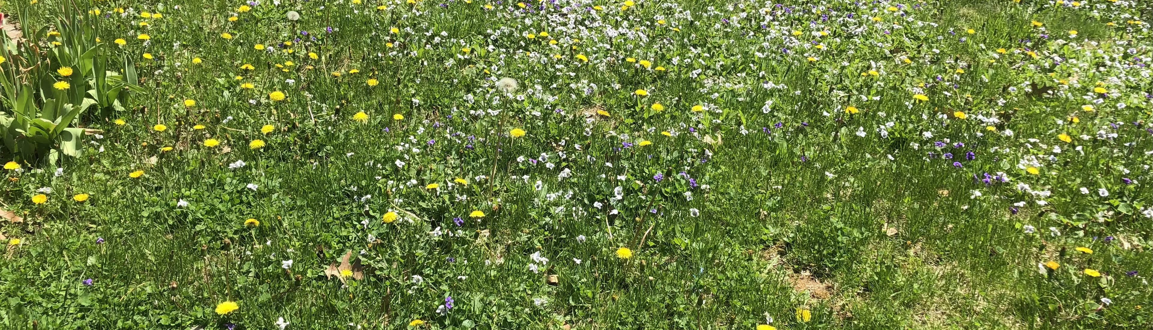 VioletKittenBee banner image