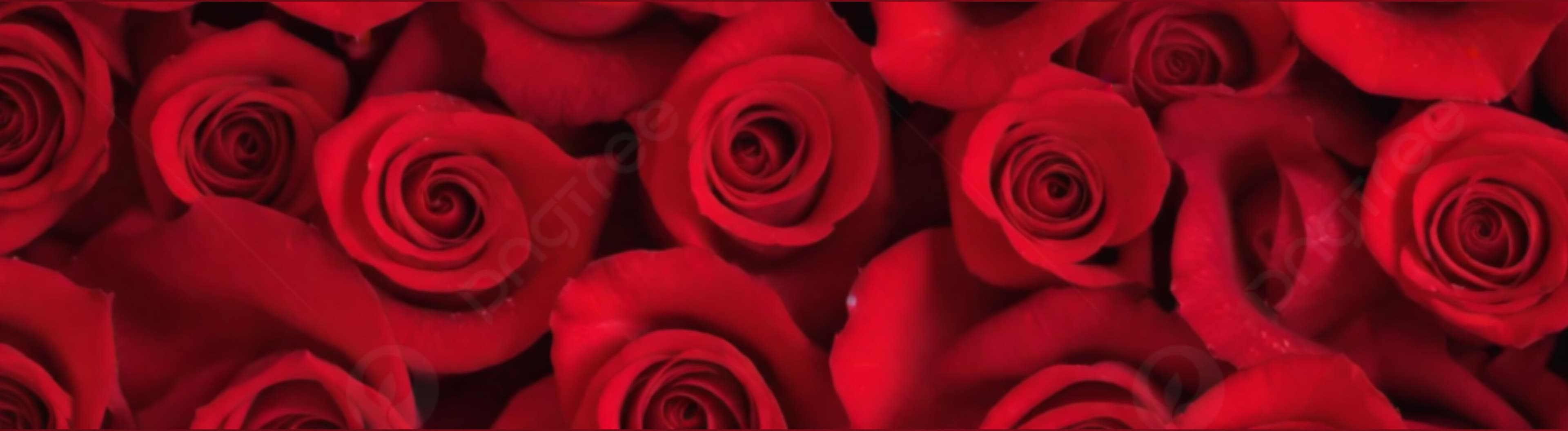 Catarina Rose banner image