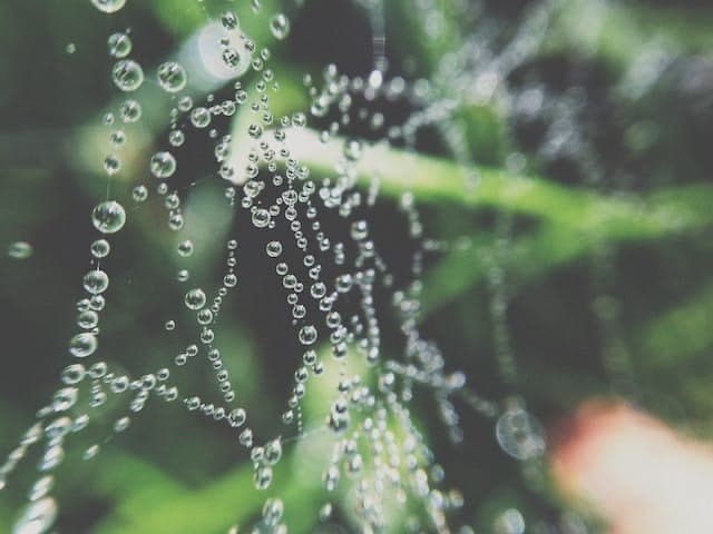 Wet Flower banner image