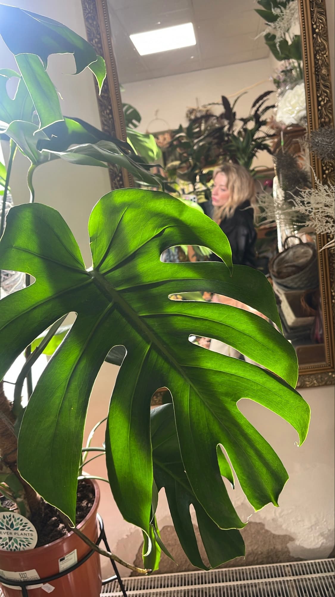 kamikazee_ banner image