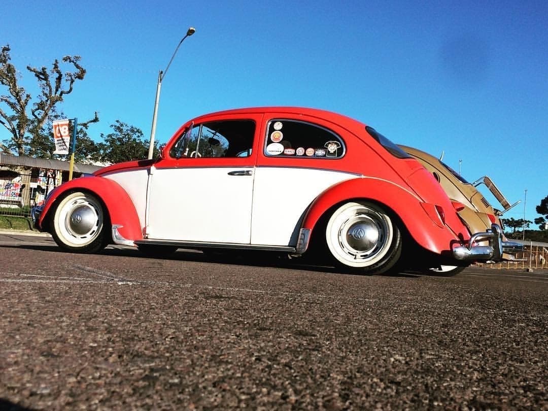 Cesar’s Beetle banner image