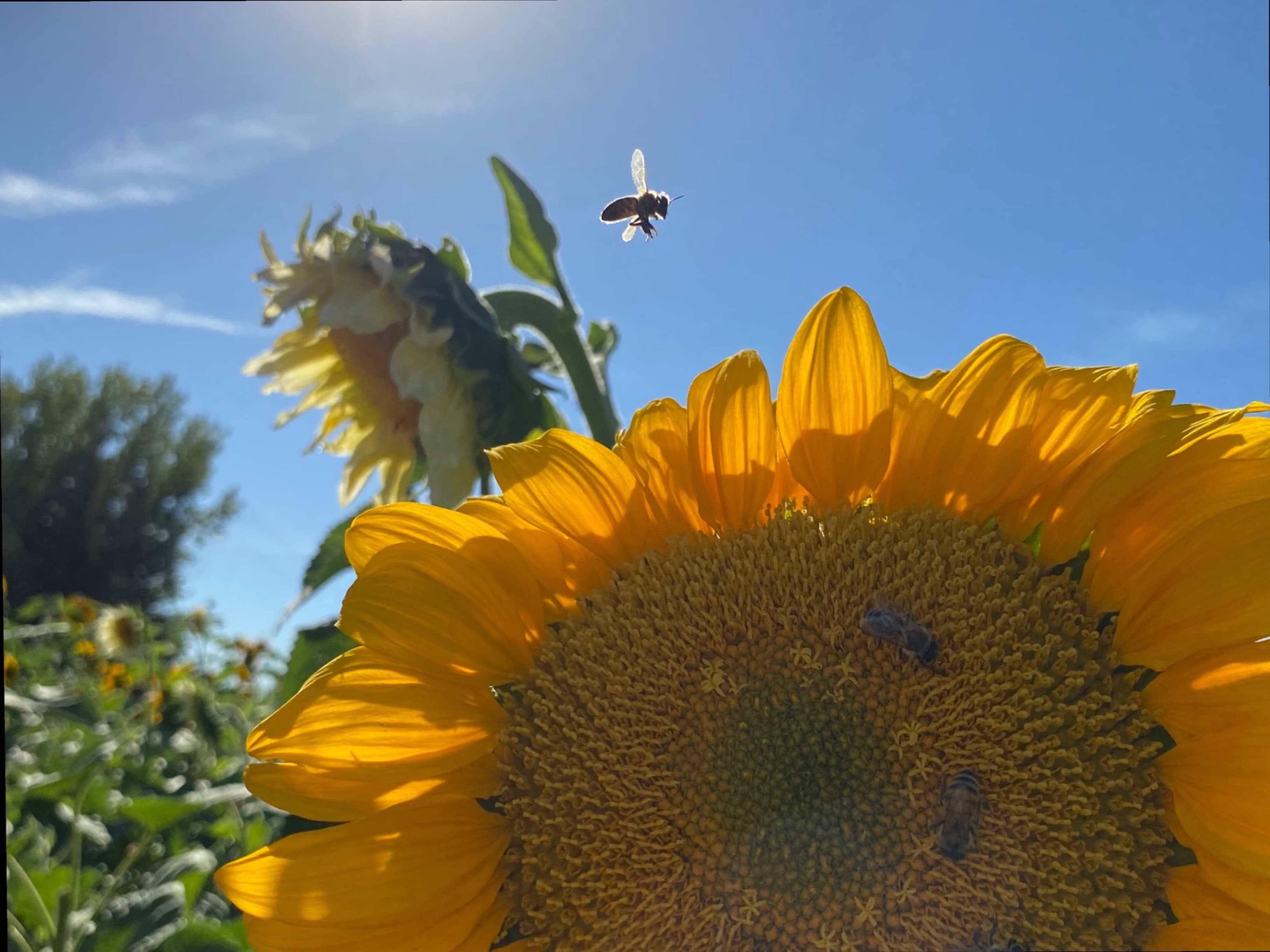 HazeyBee banner image