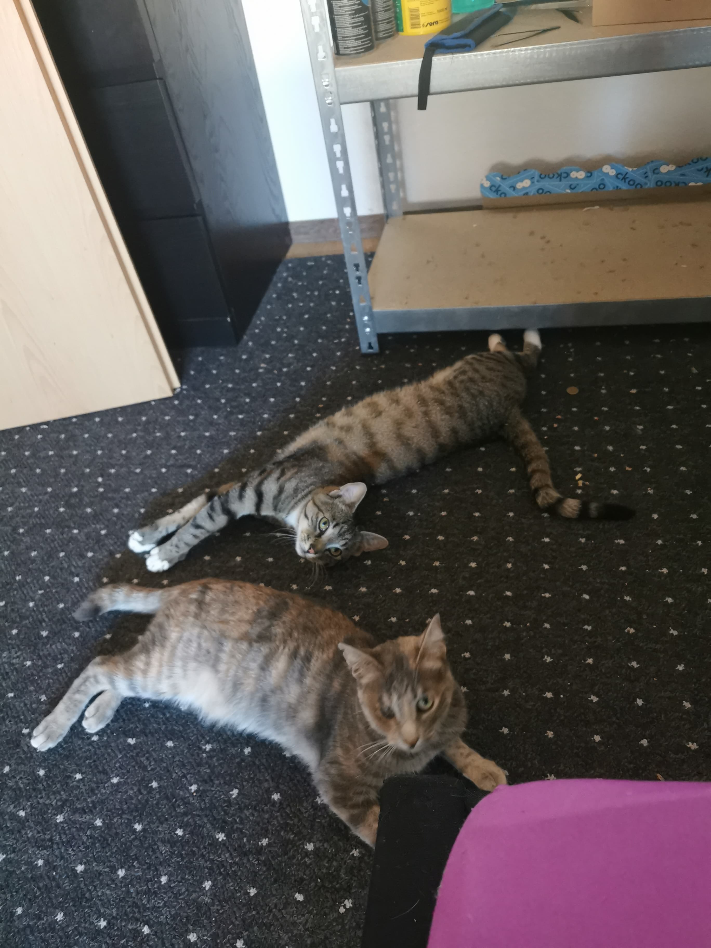 Damn some Cats banner image