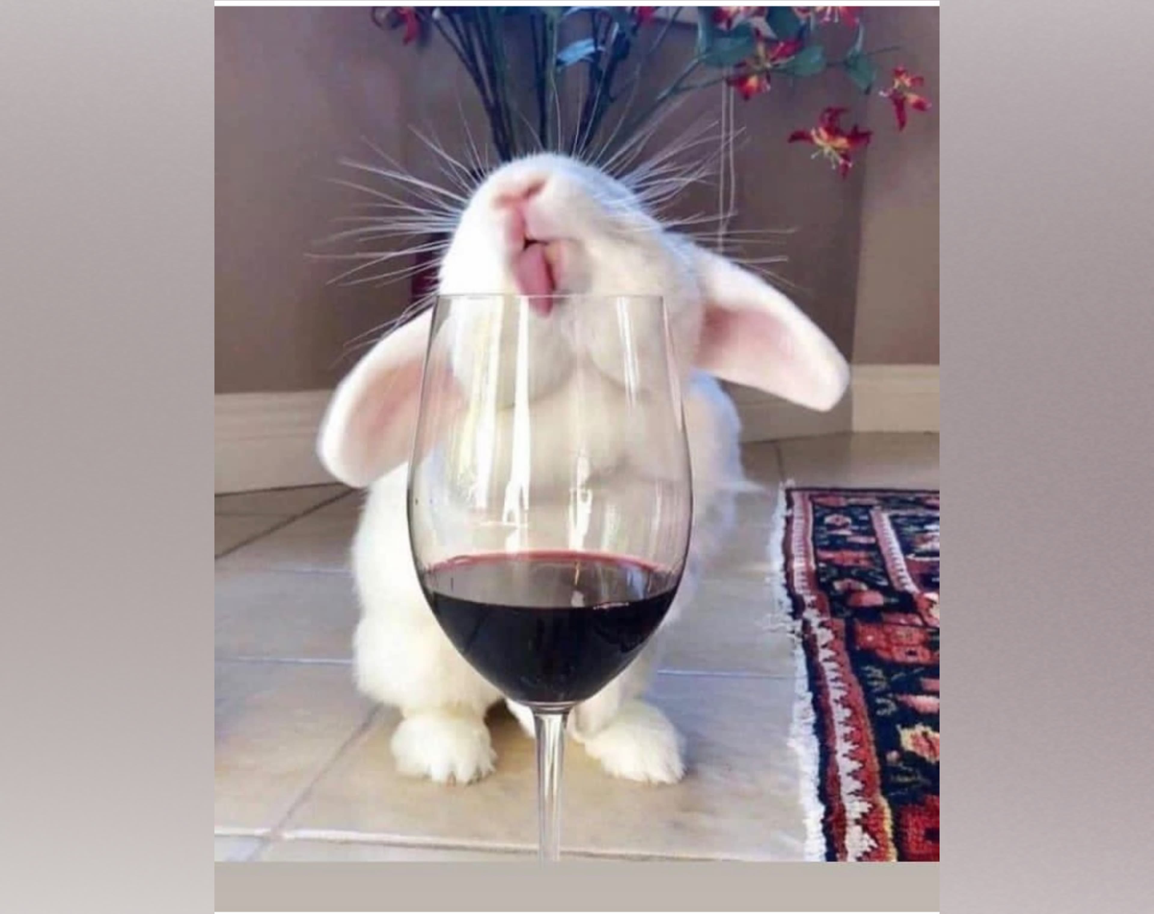 La Bunny π° banner image