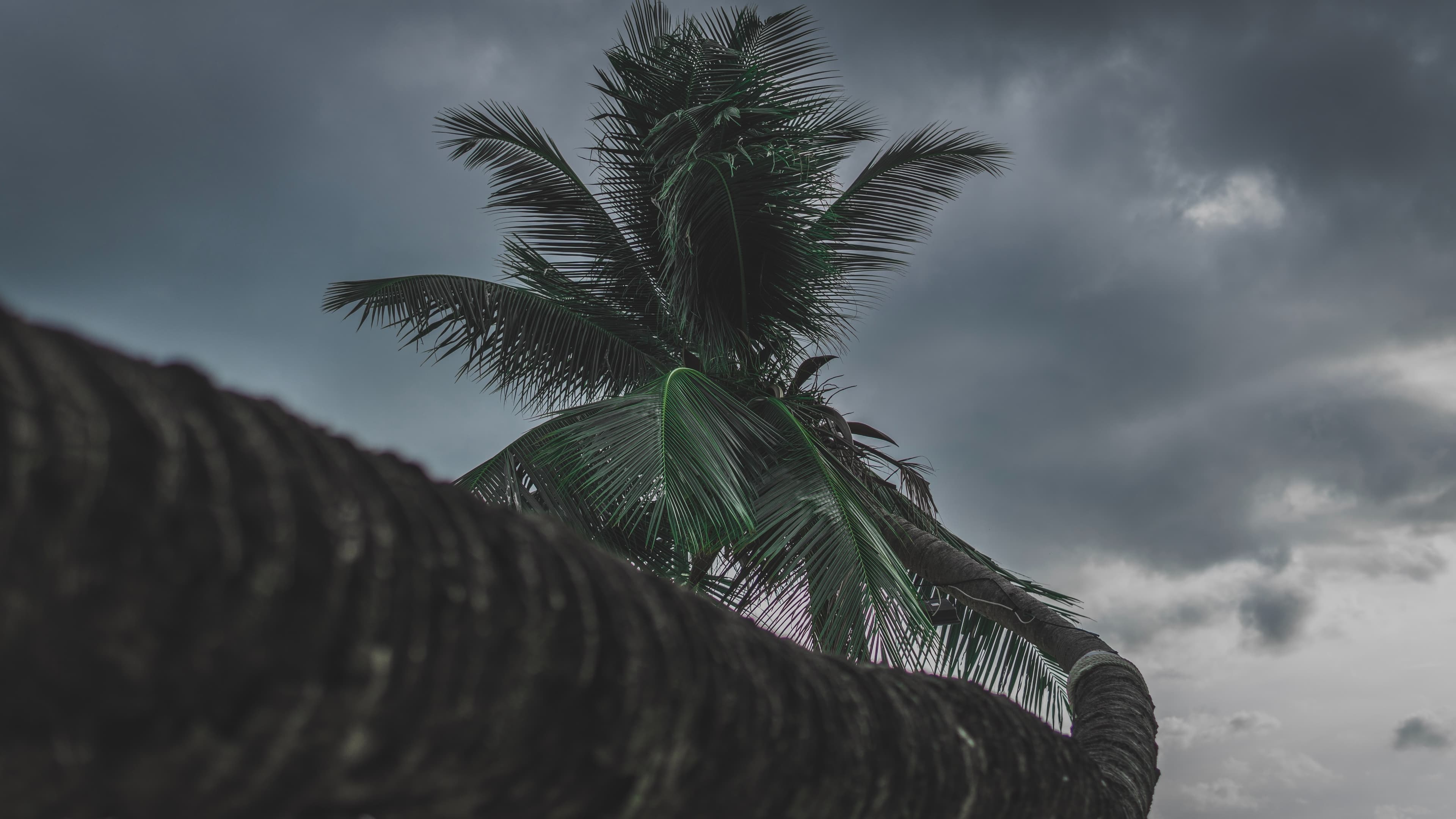 Angellmej banner image