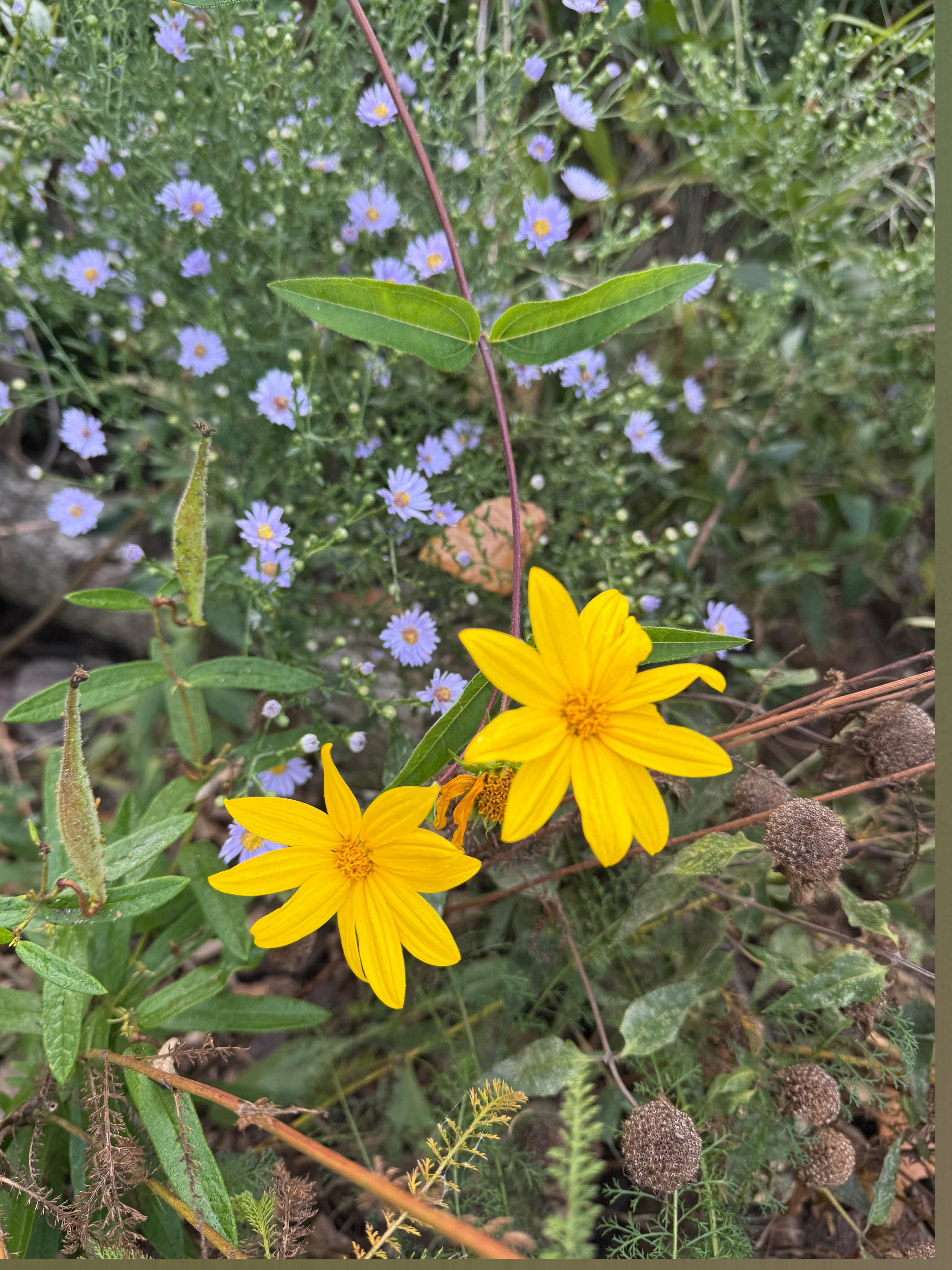 weaselgarden banner image