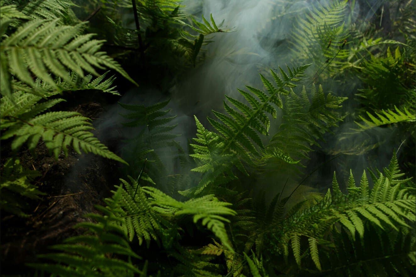 Felipe Homez banner image