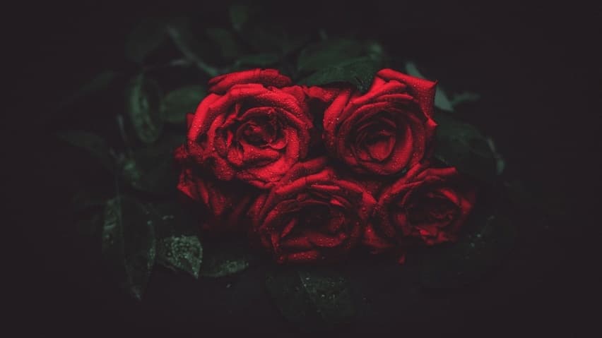 Ladyliza banner image