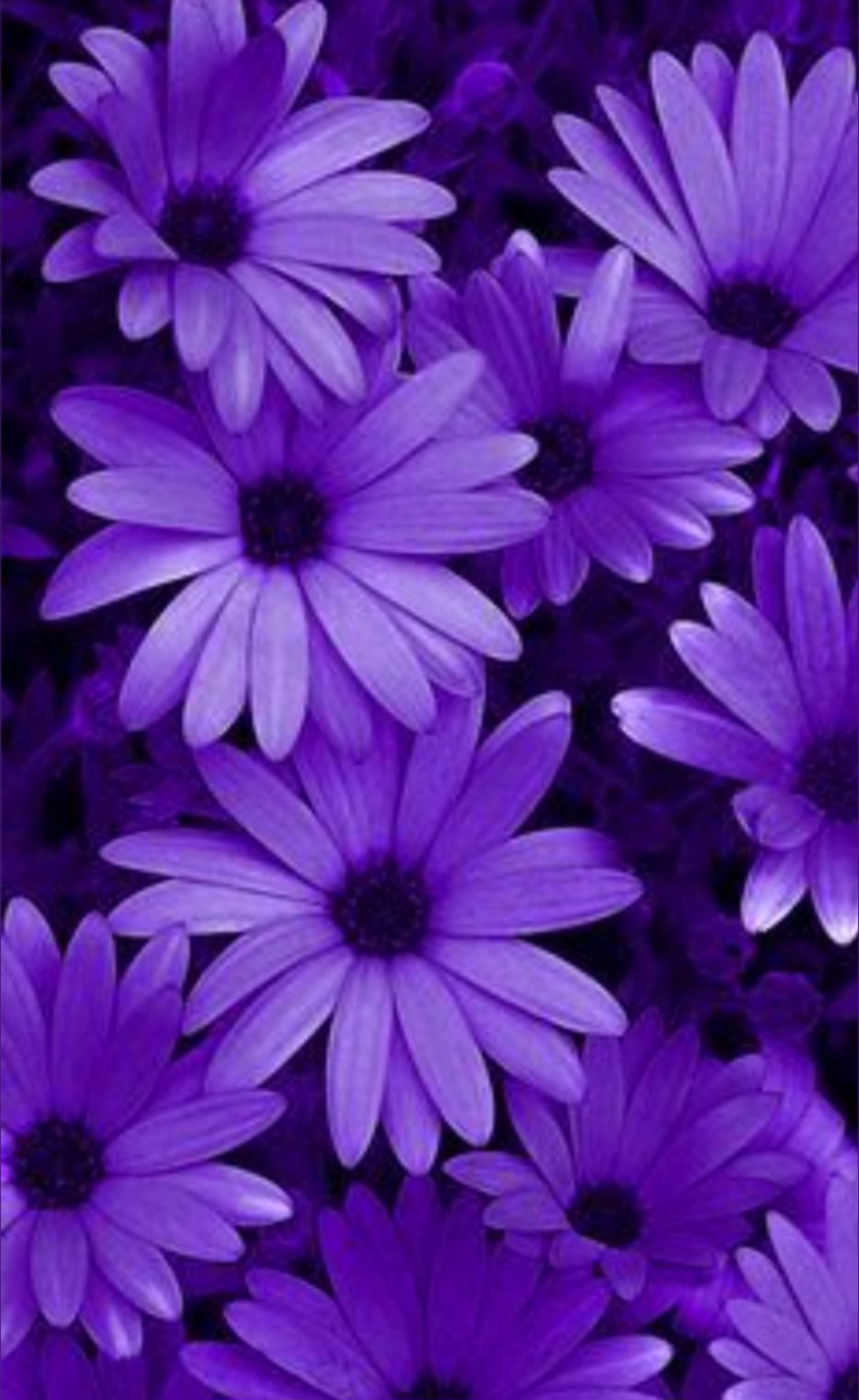 💜Violet💜 banner image