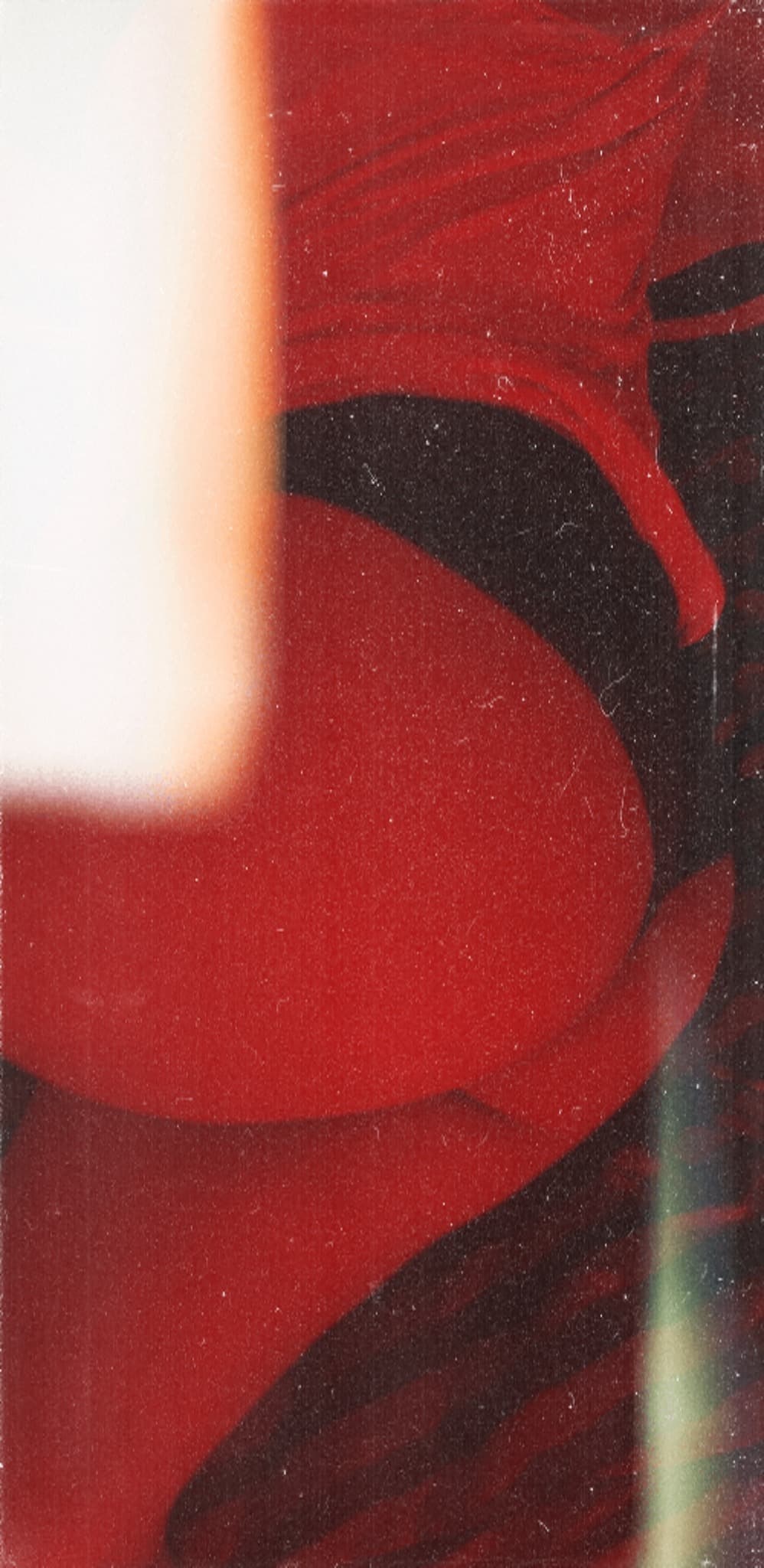 Bunny banner image