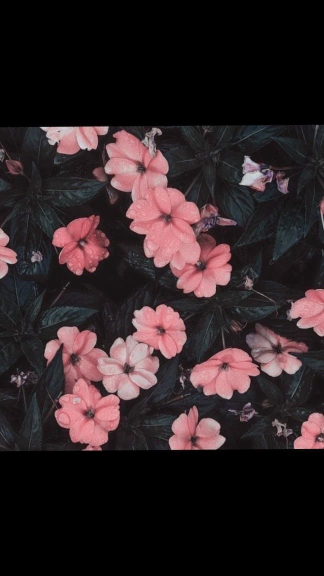 Camila Ignacia banner image