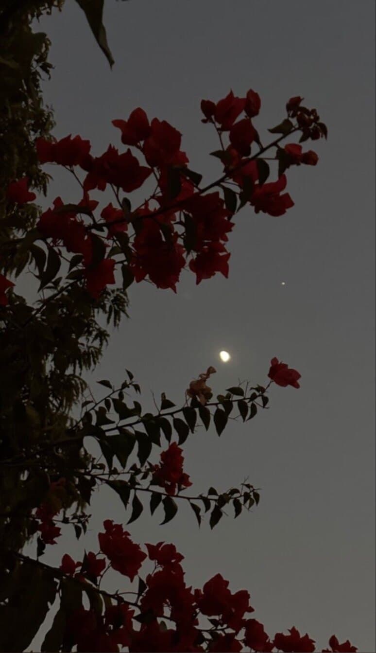 Jasmine banner image
