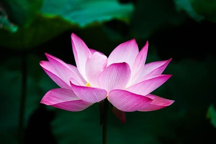 MisteryLotus🪷 banner image