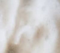 Dom banner image