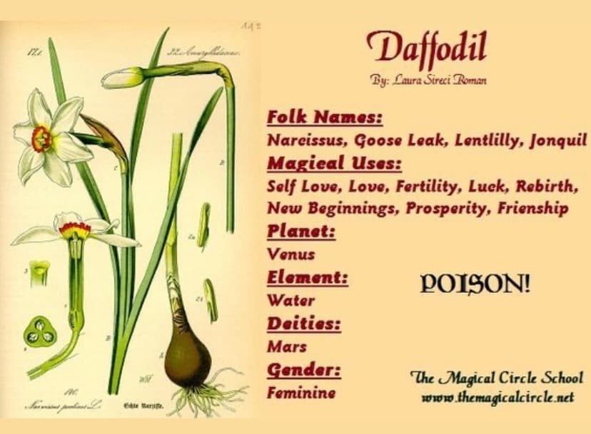 Daffodil Witch banner image