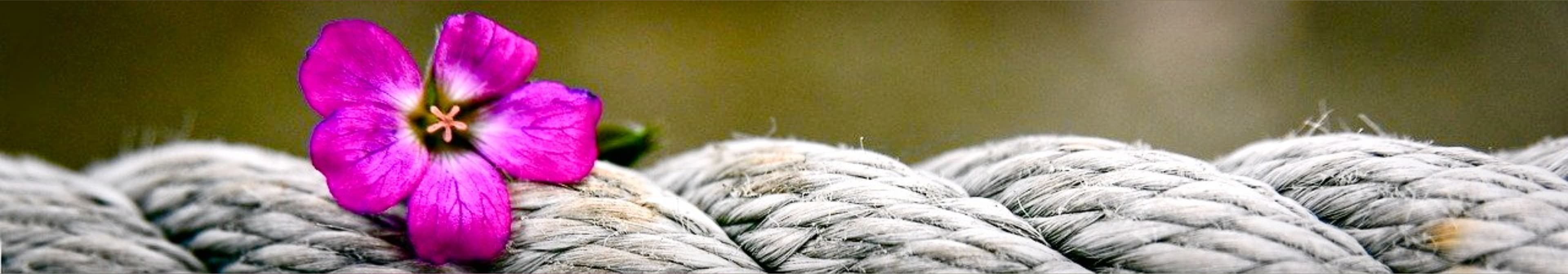 Chris gone wild banner image